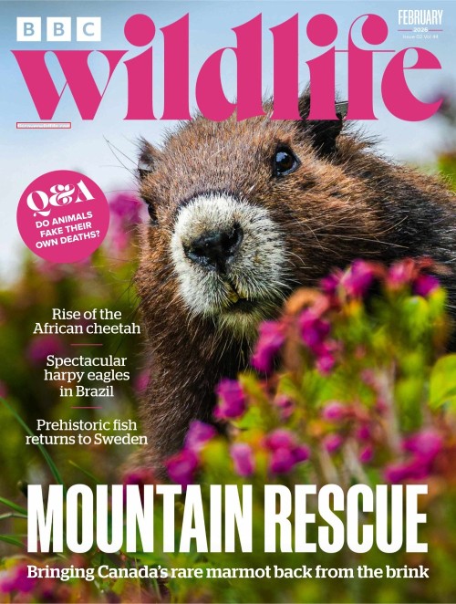 BBC Wildlife Magazine - Vol. 44 Issue 02, February 2026