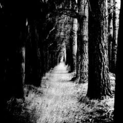 Stray Theories - Falter (2026)