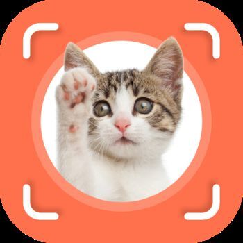 Cat Identifier - Cat Scanner v2