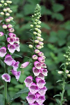 266px-Digitalis_purpurea_01.jpg