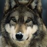 Maxiwolf
