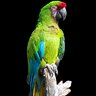 KnuB