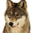 GrauerWolf001
