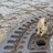 sewer-rat