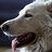WhiteDog
