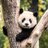 Pandabär3